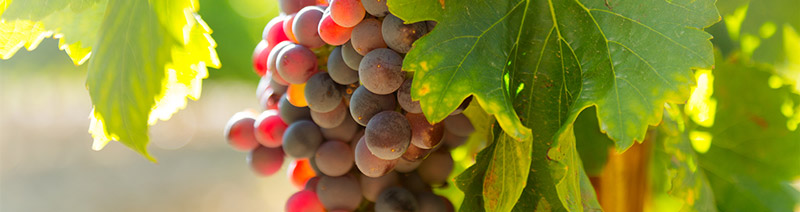 Container viticulture